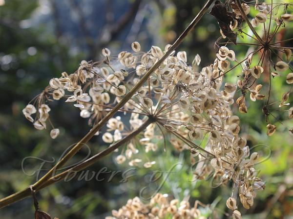 Nepal Hogweed